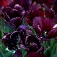 Dallas Blooms photowalk