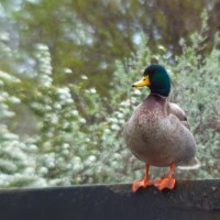 Dallas Blooms photowalk