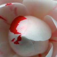 Dallas Blooms photowalk