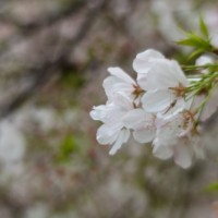 Dallas Blooms photowalk