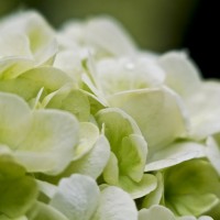 Dallas Blooms photowalk