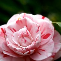 Dallas Blooms photowalk