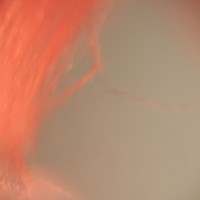 The Super Macro Bros.