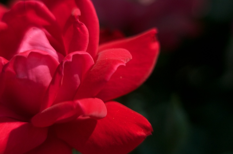 365.96 Attack of the Zomb-E Series II “Straight from the Camera Beauty”