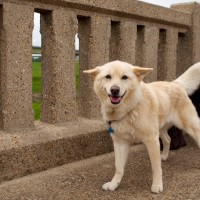 365.108 @ Ciclovía Dallas