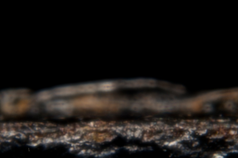 Rulers Edge 365.120 The New Super Macro Bros.