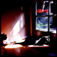 365.151 Olive and Ivan: Hipstamaticats