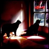 365.151 Olive and Ivan: Hipstamaticats