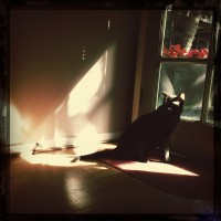 365.151 Olive and Ivan: Hipstamaticats