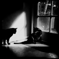 365.151 Olive and Ivan: Hipstamaticats