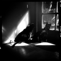 365.151 Olive and Ivan: Hipstamaticats