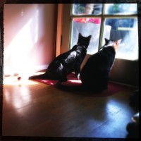 365.151 Olive and Ivan: Hipstamaticats