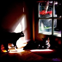 365.151 Olive and Ivan: Hipstamaticats