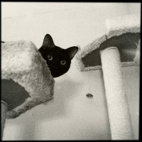 Hipstamatic Disposable update 10 – the BlackKeys 44 camera