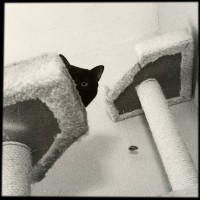 Hipstamatic Disposable update 10 – the BlackKeys 44 camera