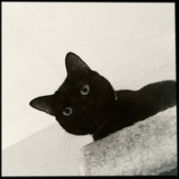 Hipstamatic Disposable update 10 – the BlackKeys 44 camera