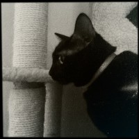 Hipstamatic Disposable update 10 – the BlackKeys 44 camera