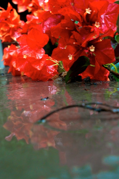 365.161 june showers on silk flowers