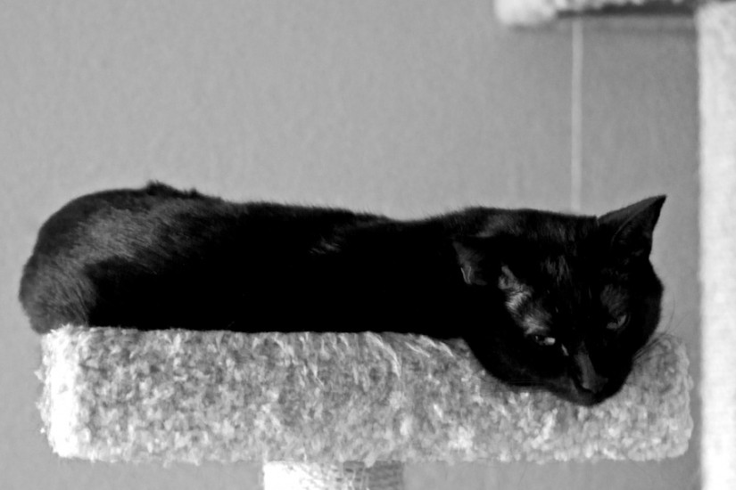 365.192 We can’t go on togethuh, with Suspicious Minds