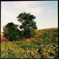 1 Dallas Skyline Meetup iPhone jungle ish almost 1 20120825©JamesECockroft