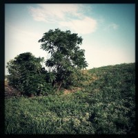 2 Dallas Skyline Meetup iPhone jungle ish almost 2 20120825©JamesECockroft