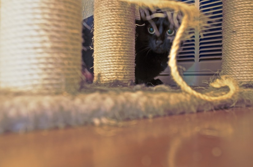 365 244 what the 20120828©JamesECockroft