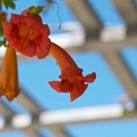 365 249 pretty 20120902©JamesECockroft