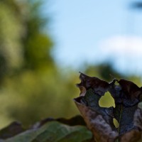 365 249 scortched 20120902©JamesECockroft