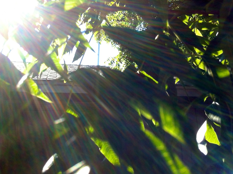 365 255 no flare like some iphone flare 20120908©JamesECockroft