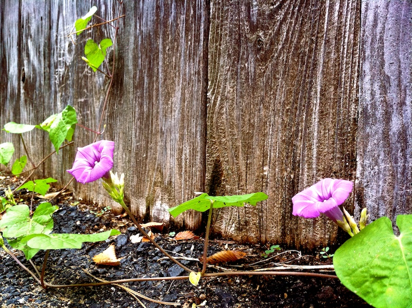 365 262 vibrant texture 20120915©JamesECockroft