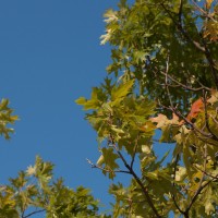 365 265 looks wholly unreal 20120922©JamesECockroft