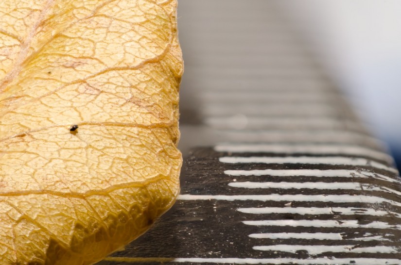 365 278 wholly unreal 20121001©JamesECockroft