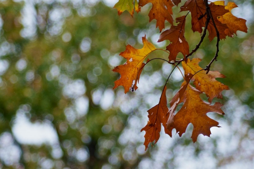 365 302b some fall color 20121025©JamesECockroft