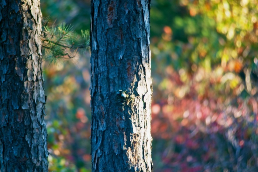 365 303b forest for the trees 20121026©JamesECockroft