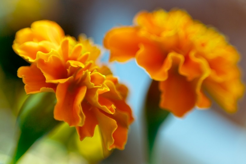 365 304a 70 210 pretty lazy 20121027©JamesECockroft