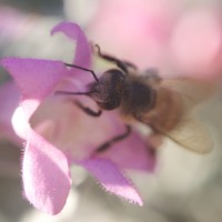 Pastel Horns 20121020©JamesECockroft