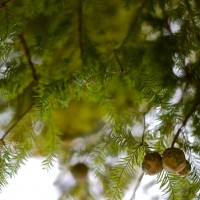 Worldwide Photo Walk inedible 20121013©JamesECockroft