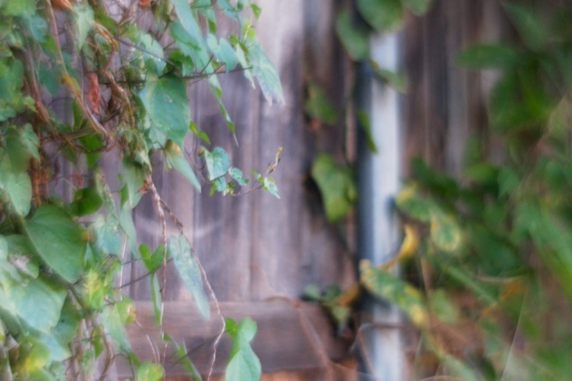 365 309 late bloomer 20121101©JamesECockroft