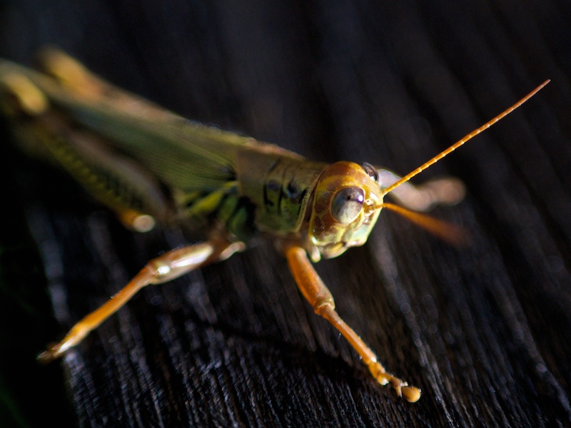 365 310 almost 20121102©JamesECockroft