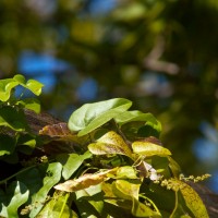 365 312a its sharp after all 20121104©JamesECockroft