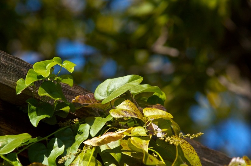 365 312a its sharp after all 20121104©JamesECockroft