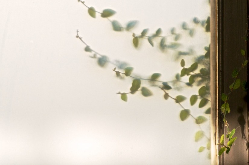 365 314 encroach 20121106©JamesECockroft