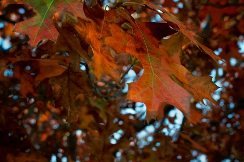 365 329 just in time 20121121©JamesECockroft