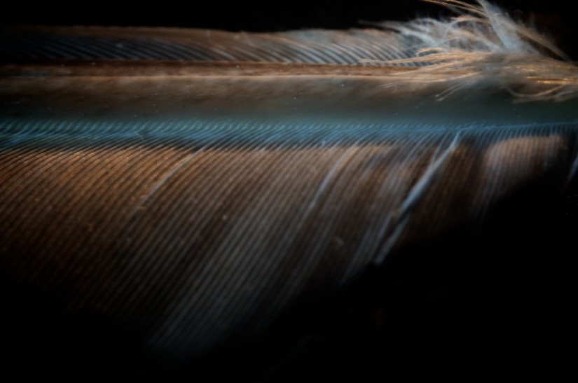 365 330 ohne titel 20121122©JamesECockroft