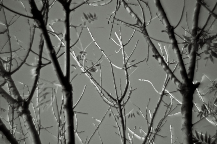 365 338b ohne titel 20121130©JamesECockroft