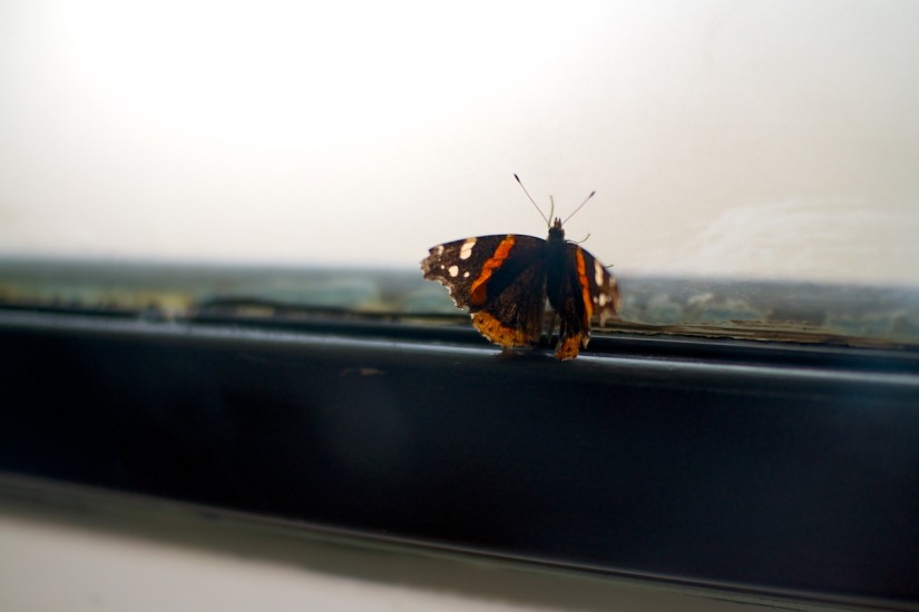 365 339a the prisoner 20121201©JamesECockroft