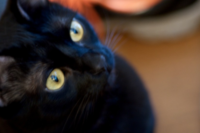 365 340a Olive 20121202©JamesECockroft