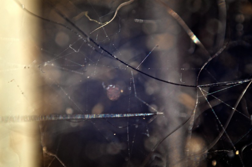 365 346 schizophrenic spiderweb 20121208©JamesECockroft