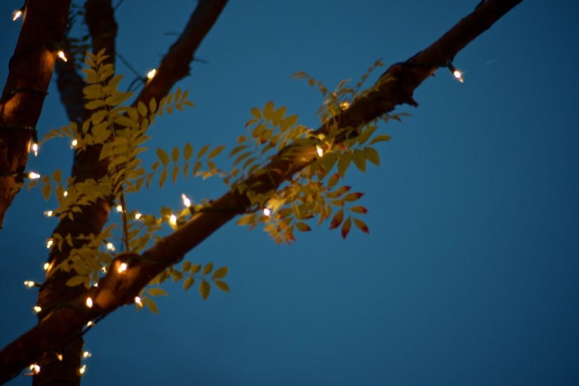 365 354 December 16 20121216©JamesECockroft