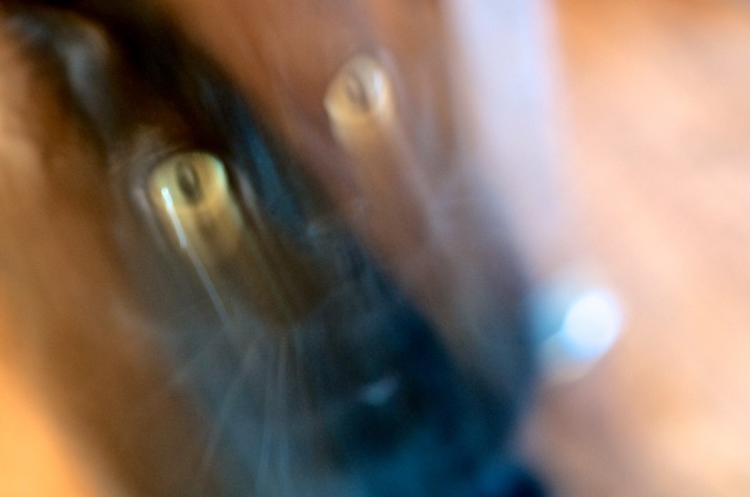 365 367 Olive 20121229©JamesECockroft